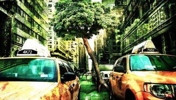 Les droits de l'arbre