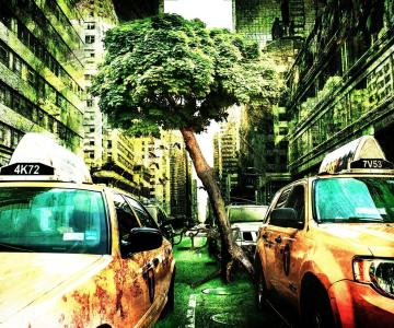 Les droits de l'arbre